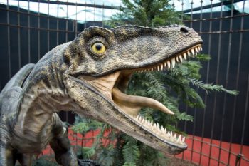 Velociraptor