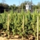 High Times in Missouri : Grow Site Perimeter Fencing