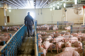 Precision Livestock Farming