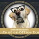 Boomer - Life of an Office Dog
