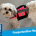 Meet Crouton: How a Pawportunities Rescue Became KB's Office Dog
